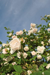 giardino delle rose